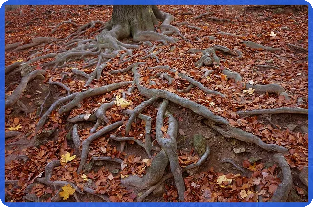 안심전세앱으로 전세사기 예방 걱정 끝내기
