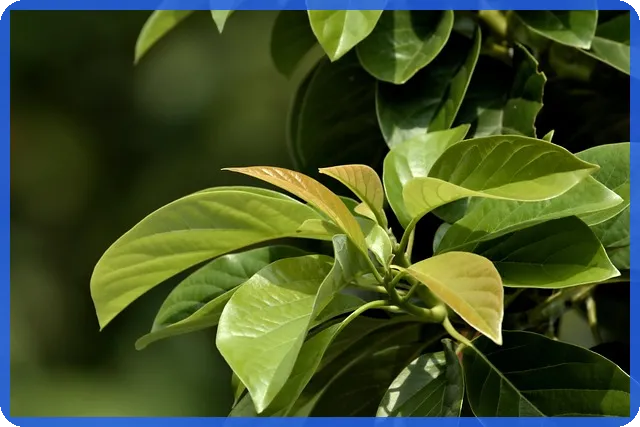 네이버 주가전망 분석으로 투자 전략 세우기