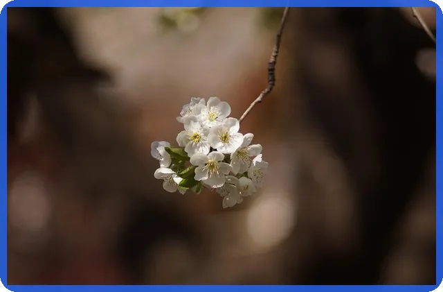 휴맥스주가 전망과 영향 요인 분석
