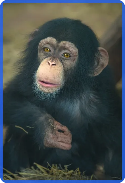 예금 담보대출와 DSR 기준 실제 활용법 알아보기