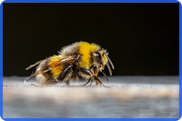 2025 청년전세대출조건과 혜택 한도 비교분석