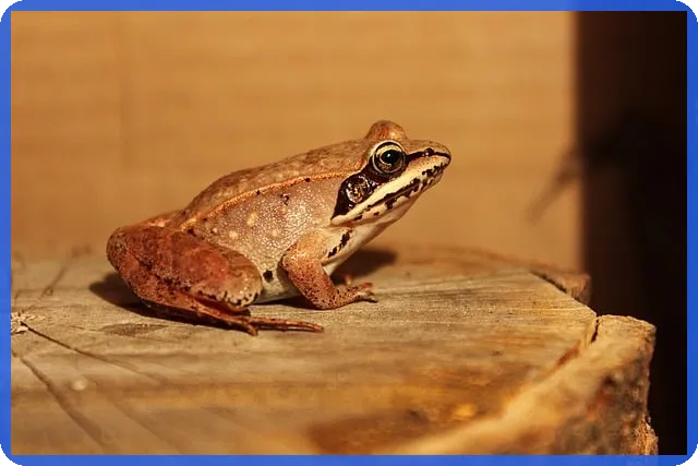 전세자금대출 금리인하요구권으로 이자 절감하는 방법은?