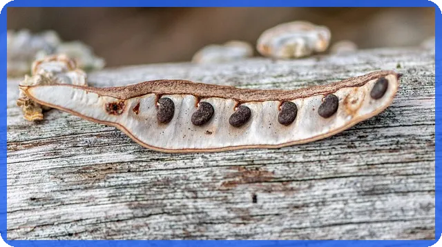 우리은행 디딤돌대출 이율과 조건 비교