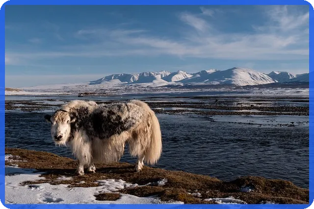 빌라대환대출로 경매 위기 탈출하는 방법
