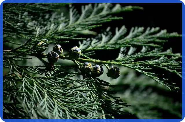 코덱스레버리지로 투자 효율 높이는 법