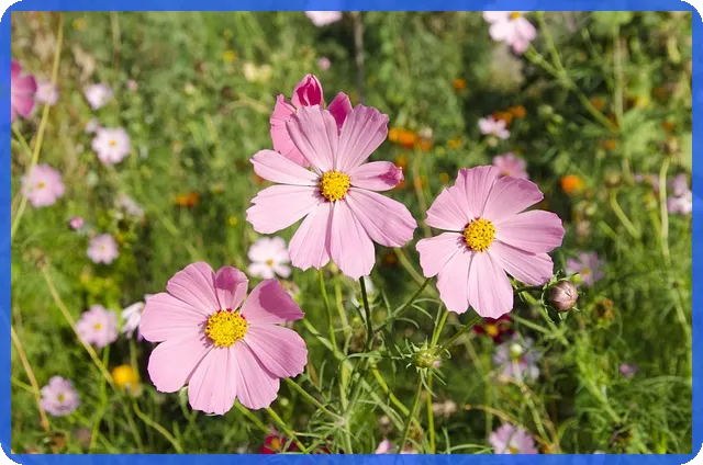 카카오톡대출 신청법 빠르고 쉽게 알아보기